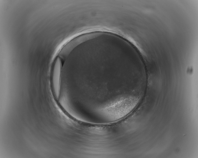 X0000090441508200707201243