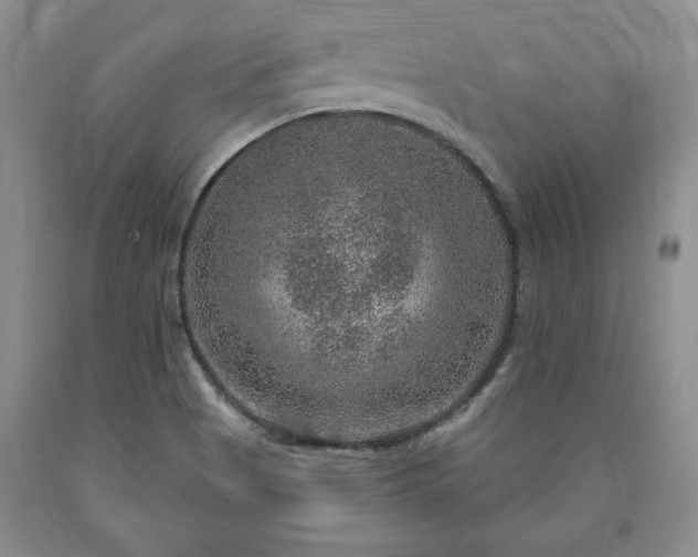 X0000090441513200707201243