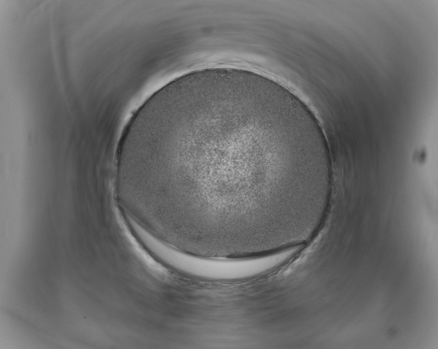 X0000090441525200707201243