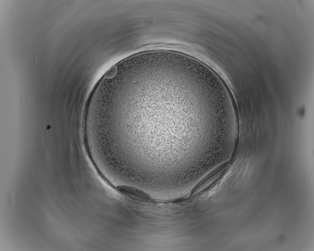 X0000090441533200707201243