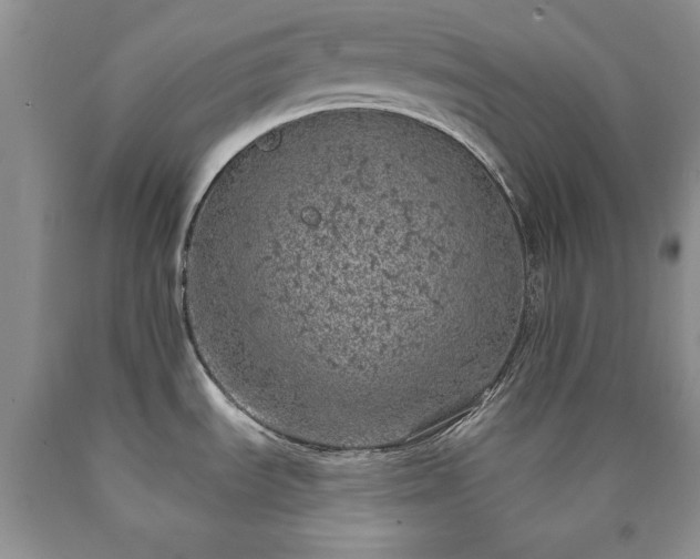 X0000090441535200707201243