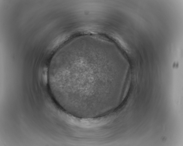 X0000090440022200707272204