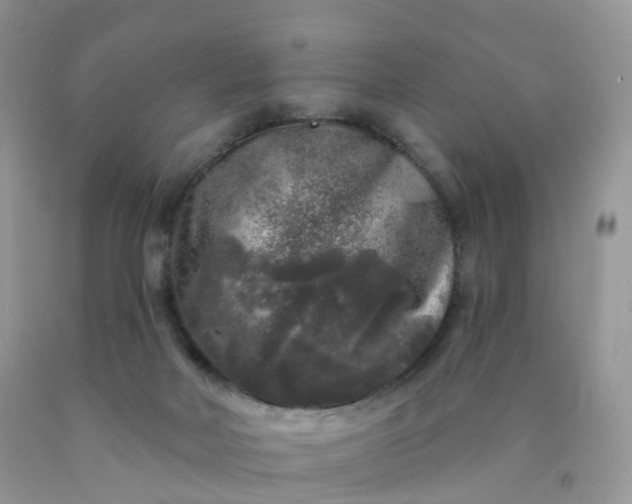 X0000090440026200707272204