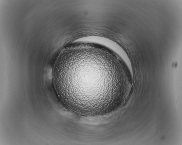 X0000090440041200707272203