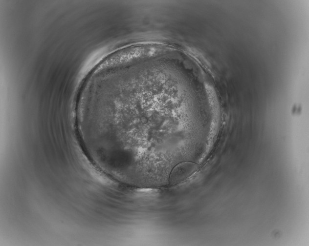 X0000090440053200707272203