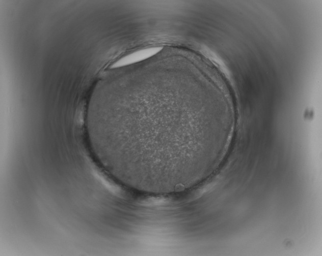 X0000090440065200707272203