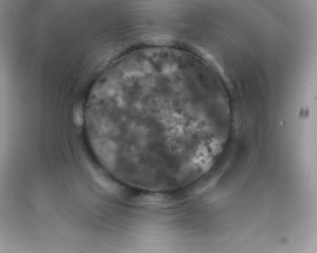 X0000090440069200707272203