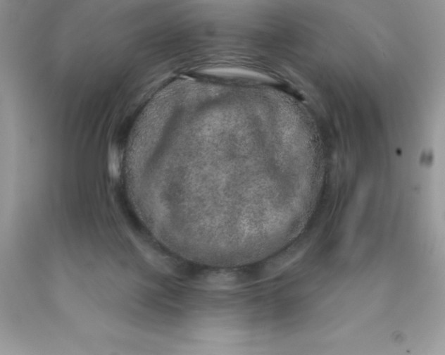 X0000090440075200707272203