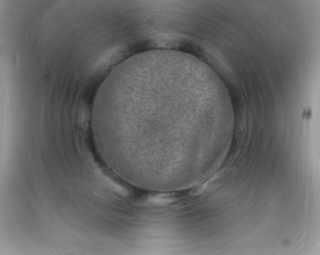 X0000090440078200707272203