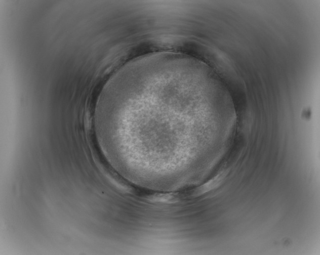 X0000090440086200707272203