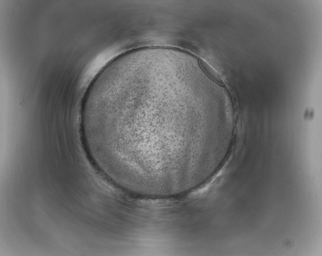 X0000090440103200707272203