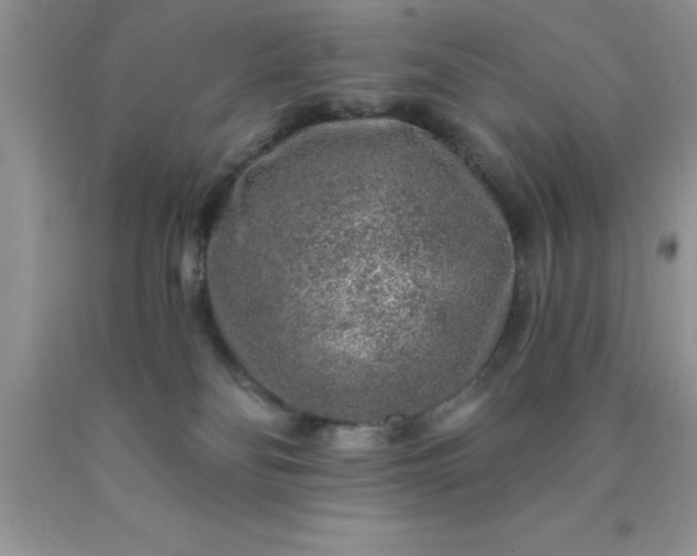 X0000090440134200707272202