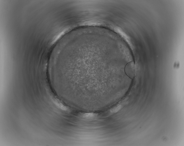 X0000090440153200707272201