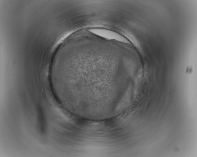 X0000090440155200707272201