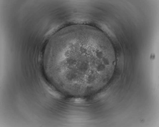 X0000090440165200707272202