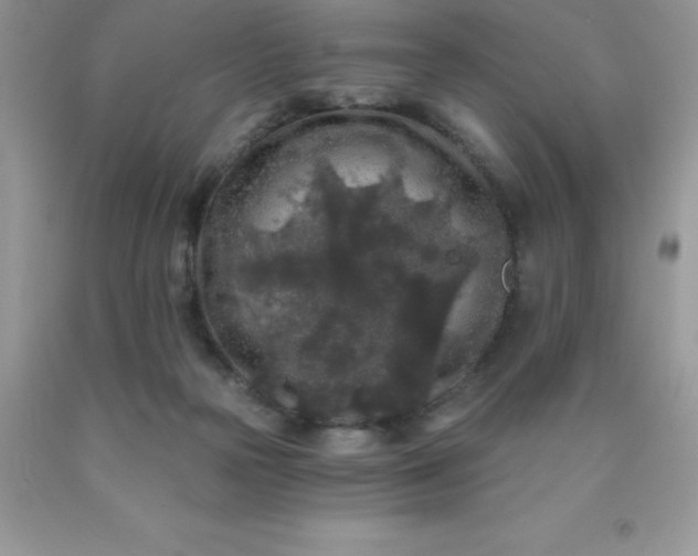 X0000090440169200707272202