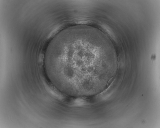 X0000090440171200707272202