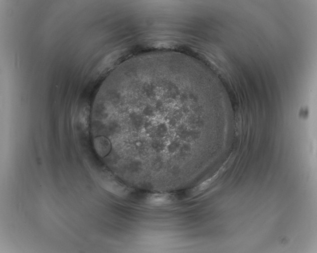 X0000090440175200707272202