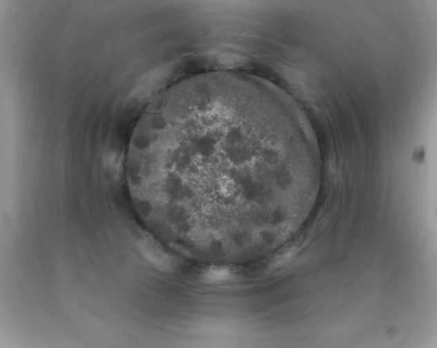 X0000090440177200707272202