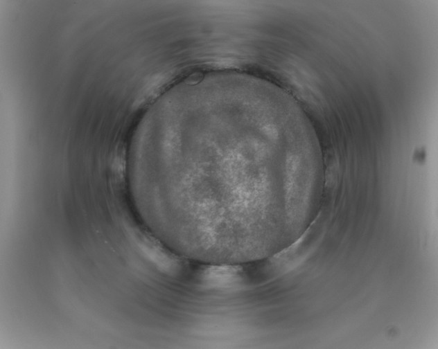 X0000090440179200707272202