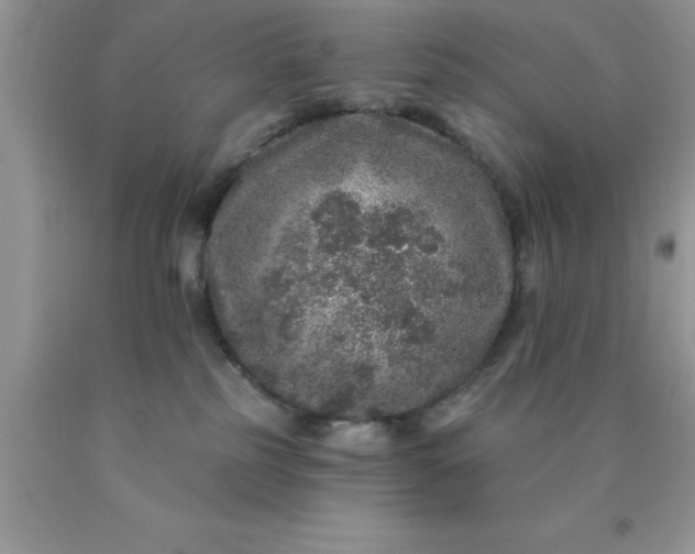 X0000090440185200707272202