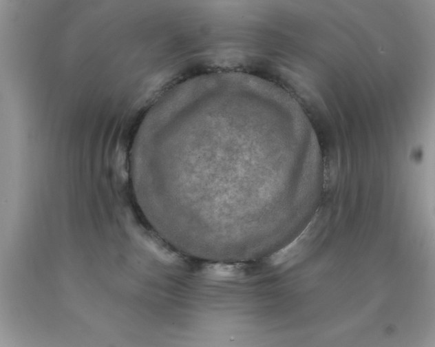 X0000090440187200707272202