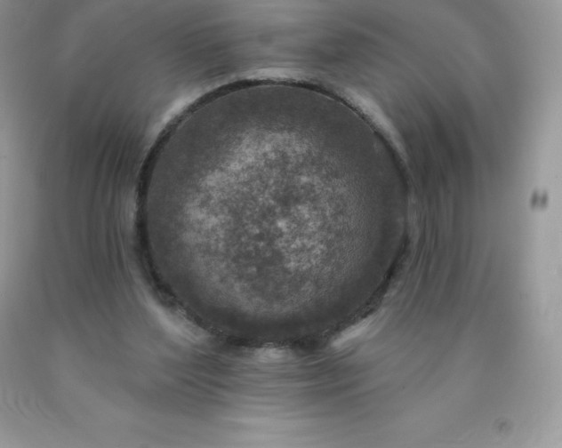 X0000090440204200707272201