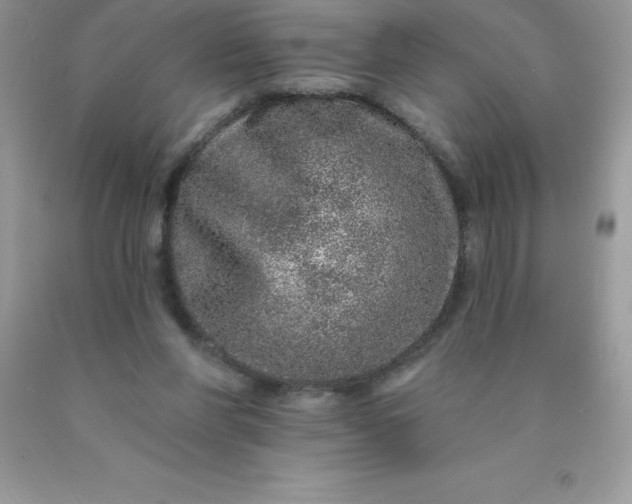 X0000090440206200707272201