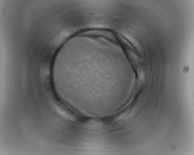 X0000090440207200707272201