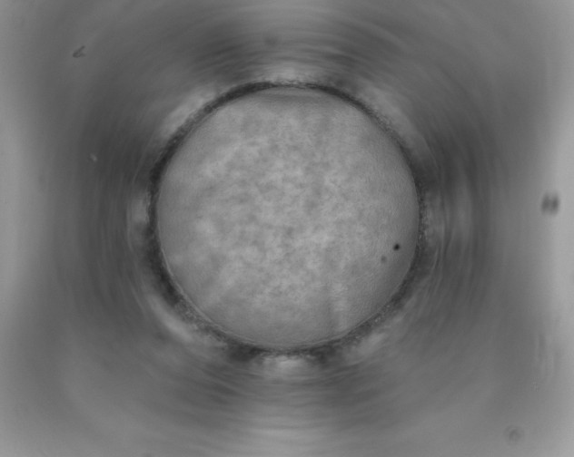 X0000090440208200707272201