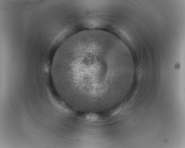 X0000090440214200707272201