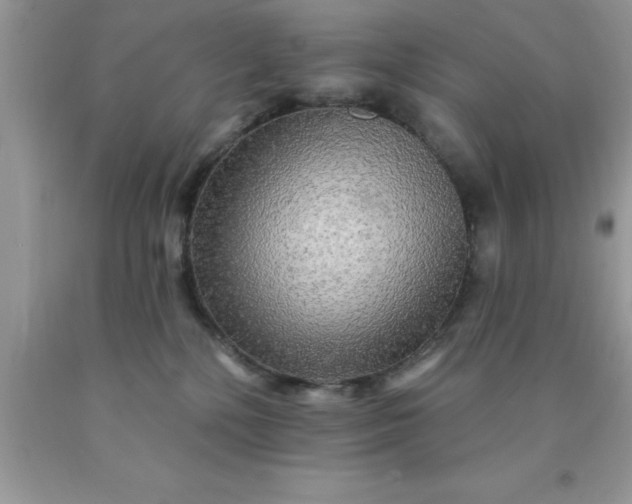 X0000090440232200707272201