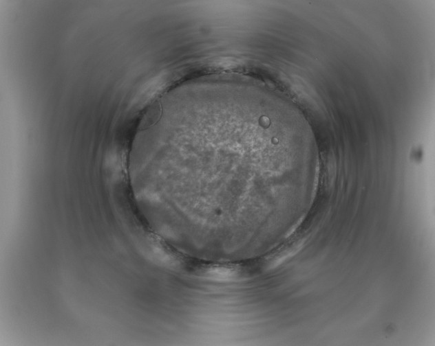 X0000090440236200707272201