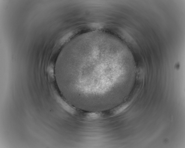 X0000090440238200707272201