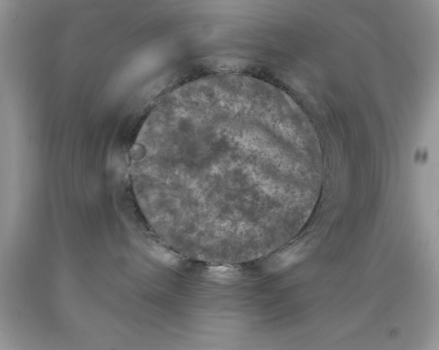 X0000090440240200707272201