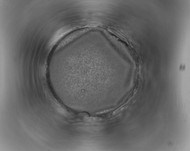 X0000090440242200707272200