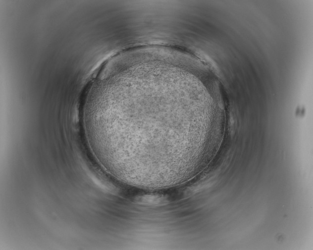 X0000090440251200707272200