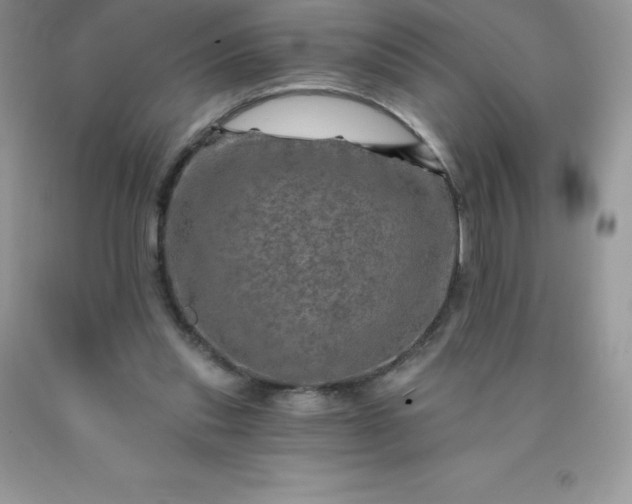 X0000090440253200707272200