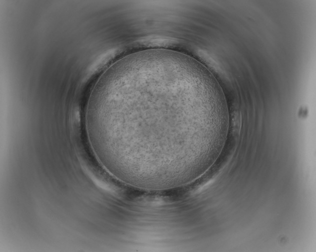 X0000090440254200707272200