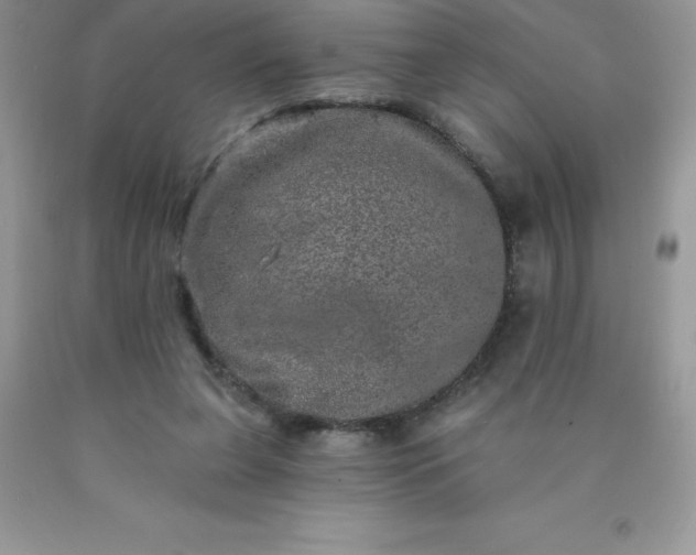 X0000090440255200707272200