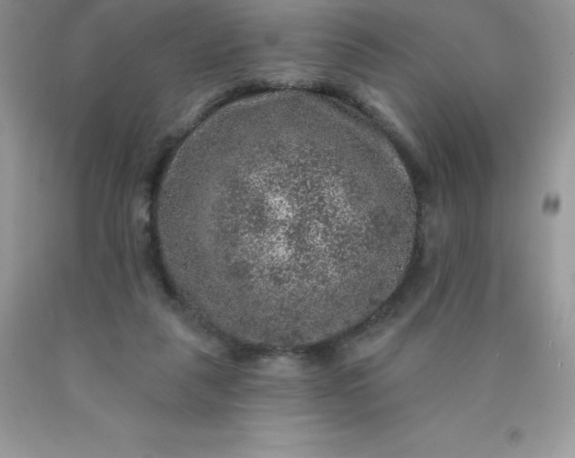 X0000090440259200707272200