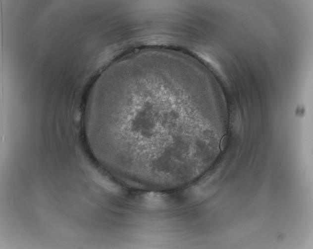 X0000090440261200707272200