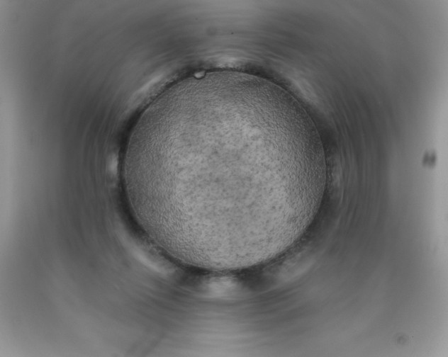 X0000090440262200707272200