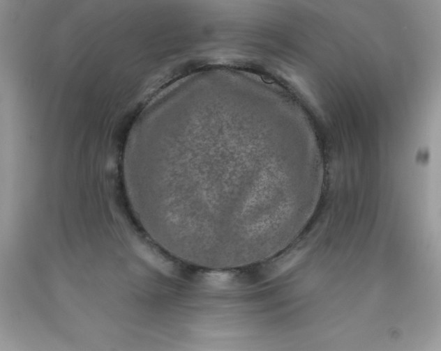 X0000090440265200707272200