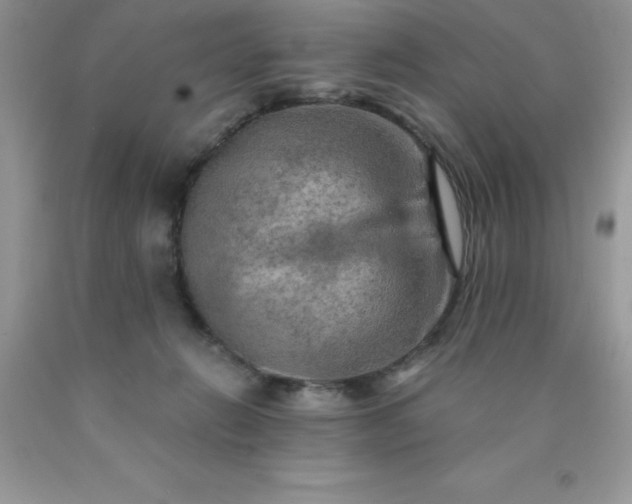 X0000090440270200707272200