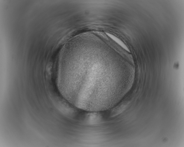 X0000090440275200707272201