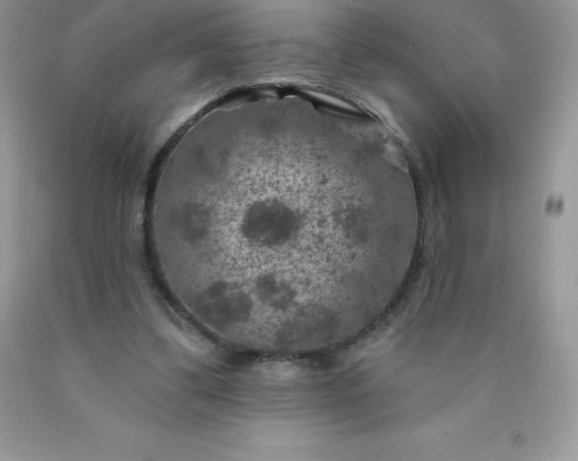 X0000090440299200707272200