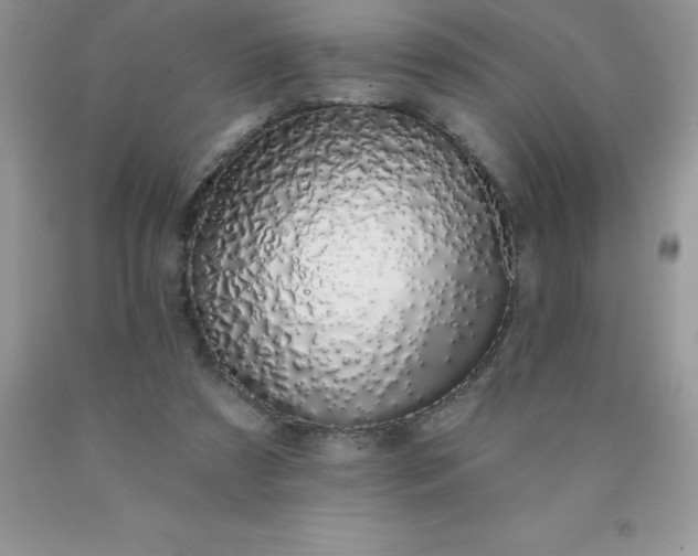 X0000090440305200707272200