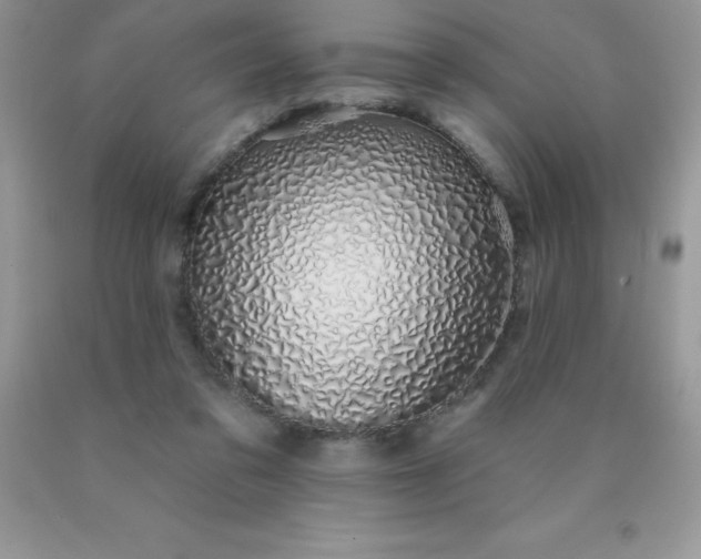 X0000090440309200707272200