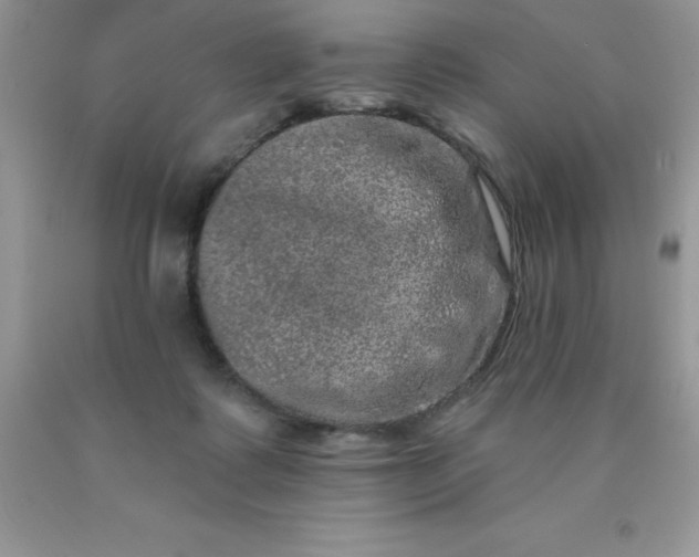 X0000090440315200707272200